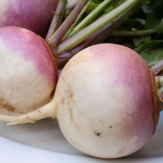 Turnip White Globe Purple Top Seeds