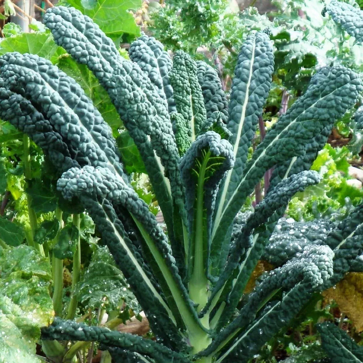 Tuscan Lacinato Kale (Dinosaur)