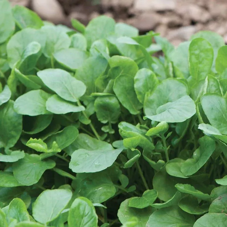 Upland Cress