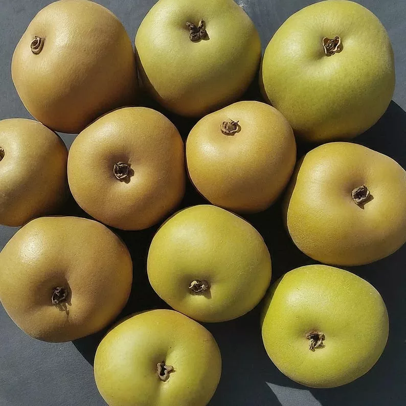 Ussurian Pear Tree Seedling 12-18" Hardy Edible Live Plant (Pyrus ussuriensis) - Cold Tolerant, No Shipments to CA or HI