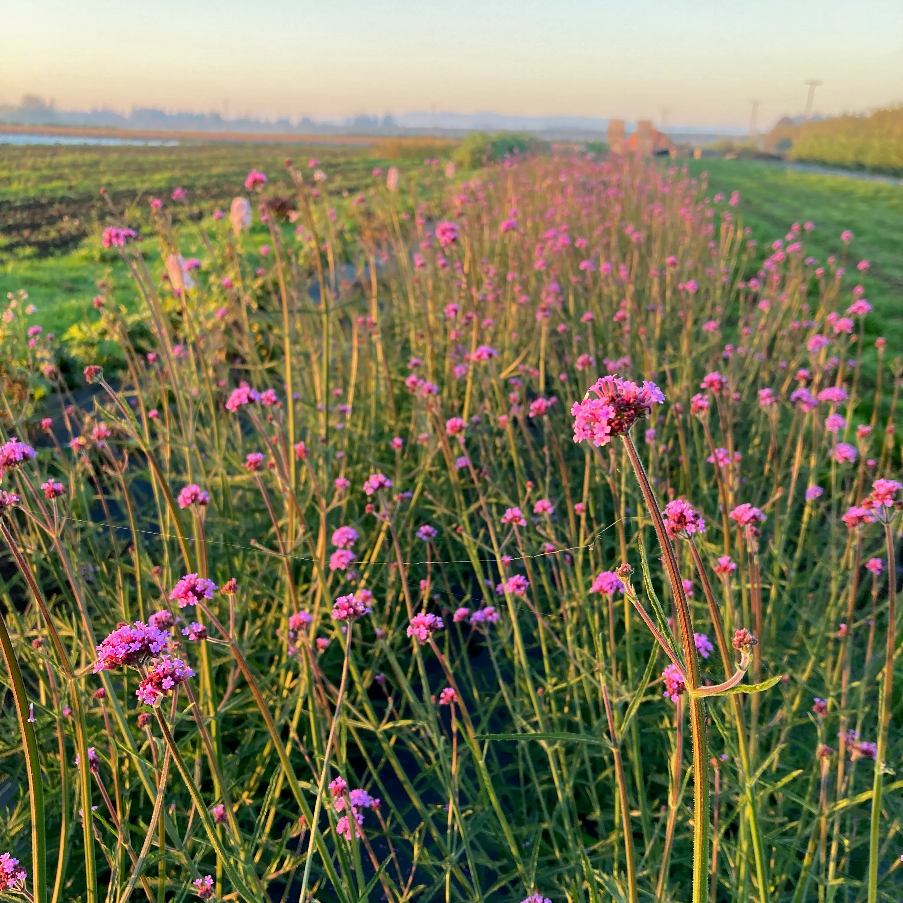 Verbena ⁃ Organic Seed Verbena