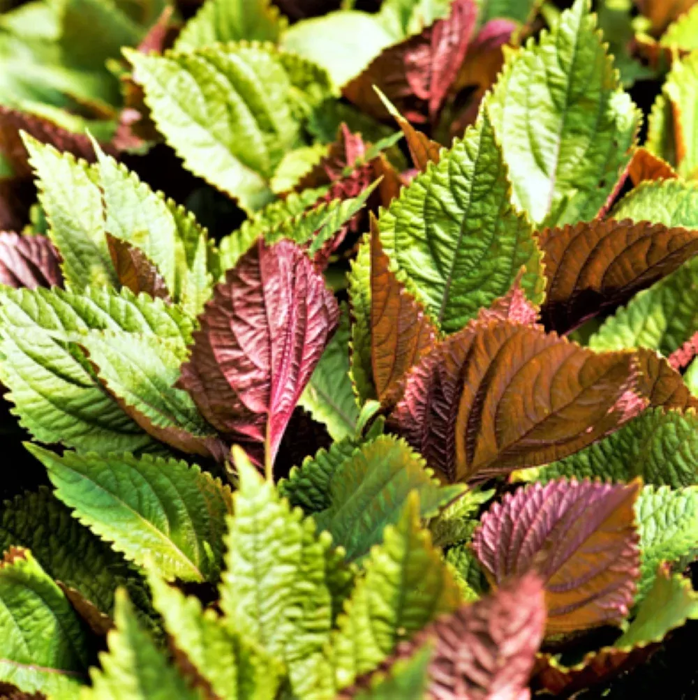 Vietnamese Perilla (Shiso)