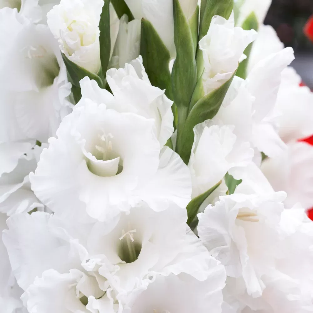 'Villa Blanca' Large Flowering Gladiolus