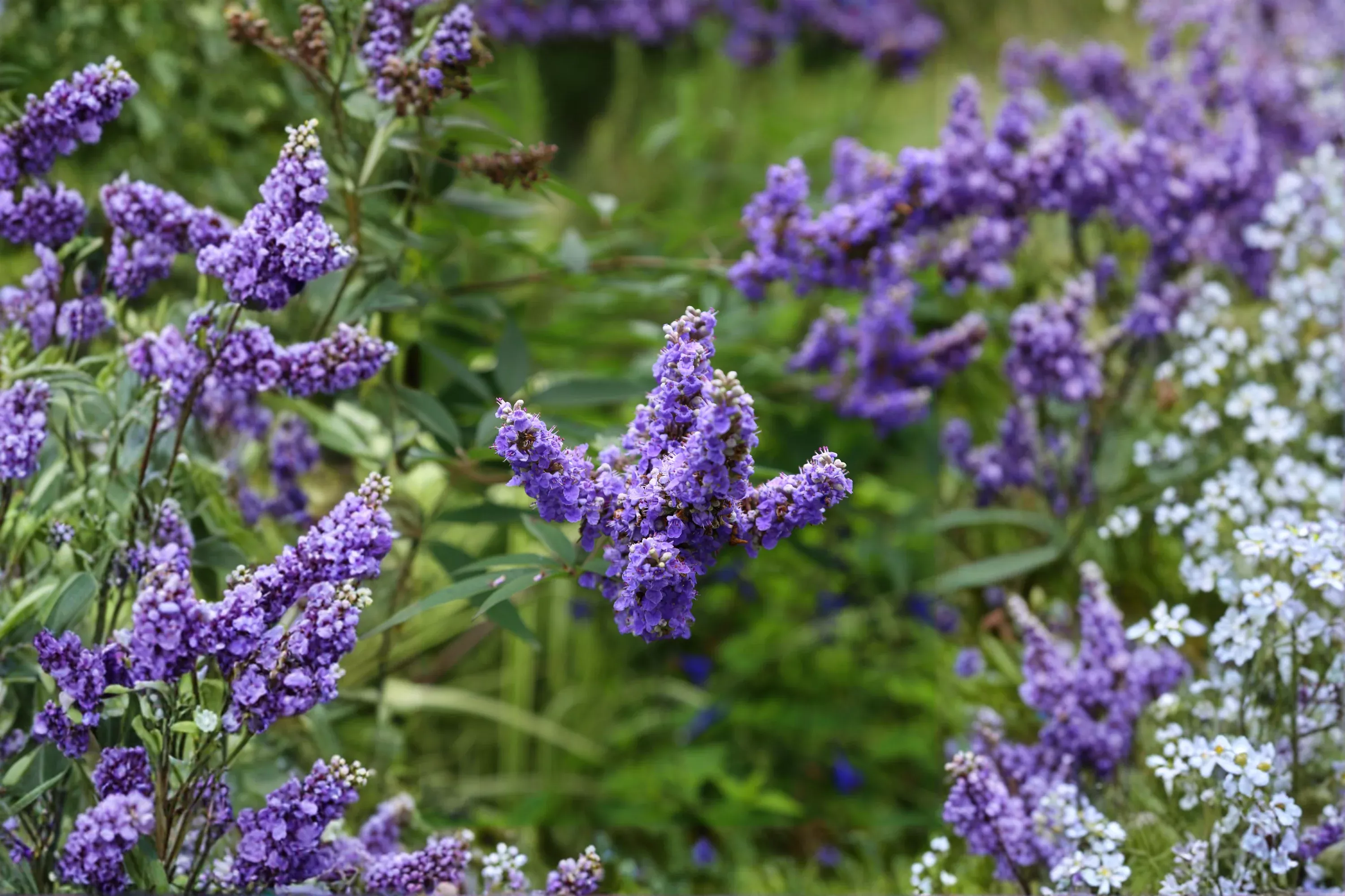 Vitex Chaste Tree Live Bare Root Plant – 6–12 Inch Tall – Vitex agnus-castus