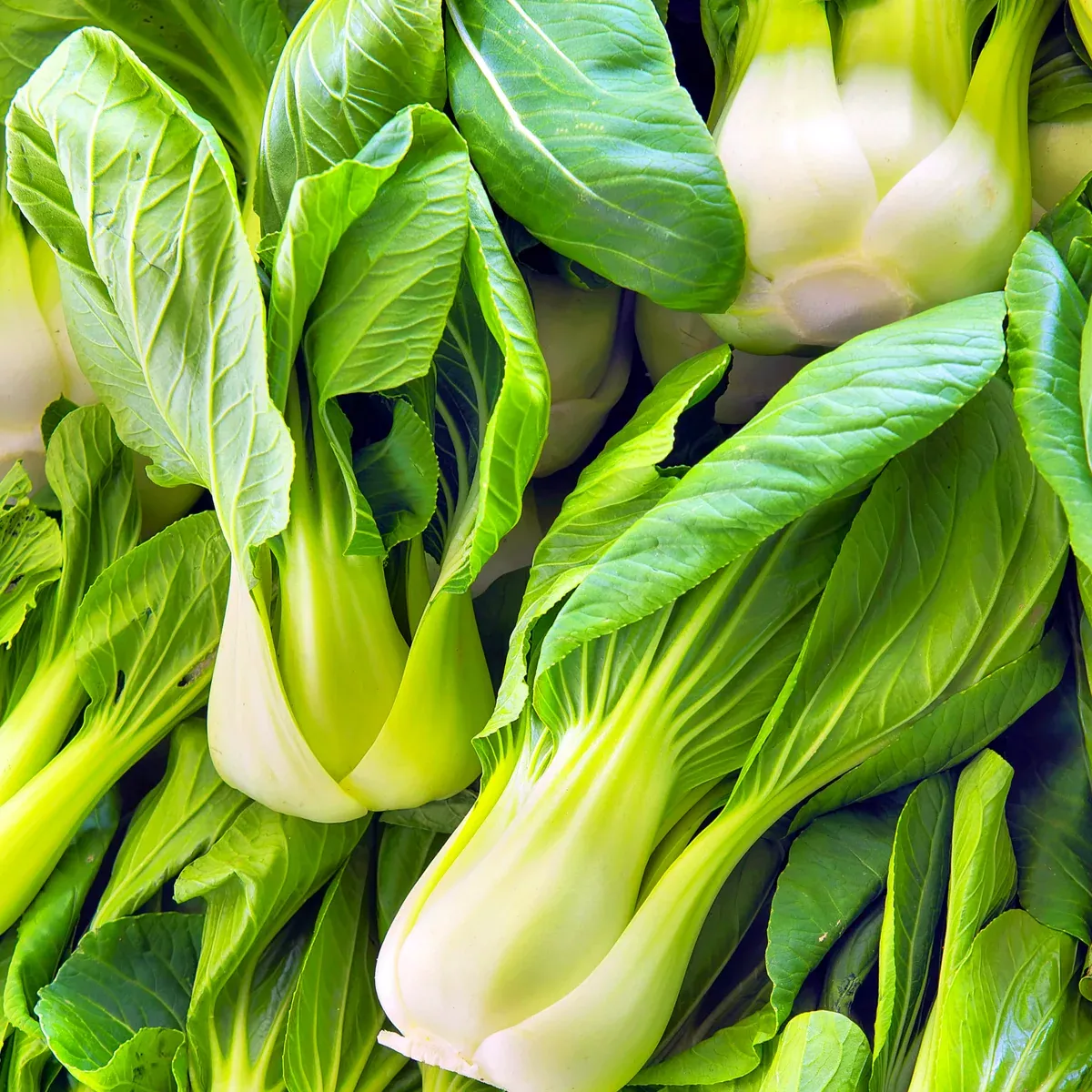 Wa Wa Qing Bok Choy