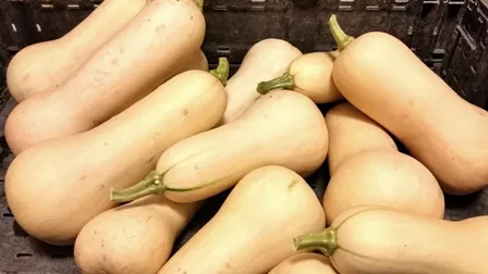 Waltham Butternut Squash