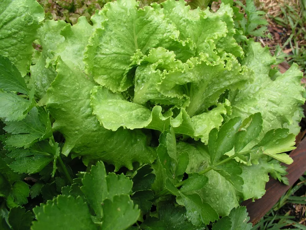 Webb’s Wonderful Lettuce
