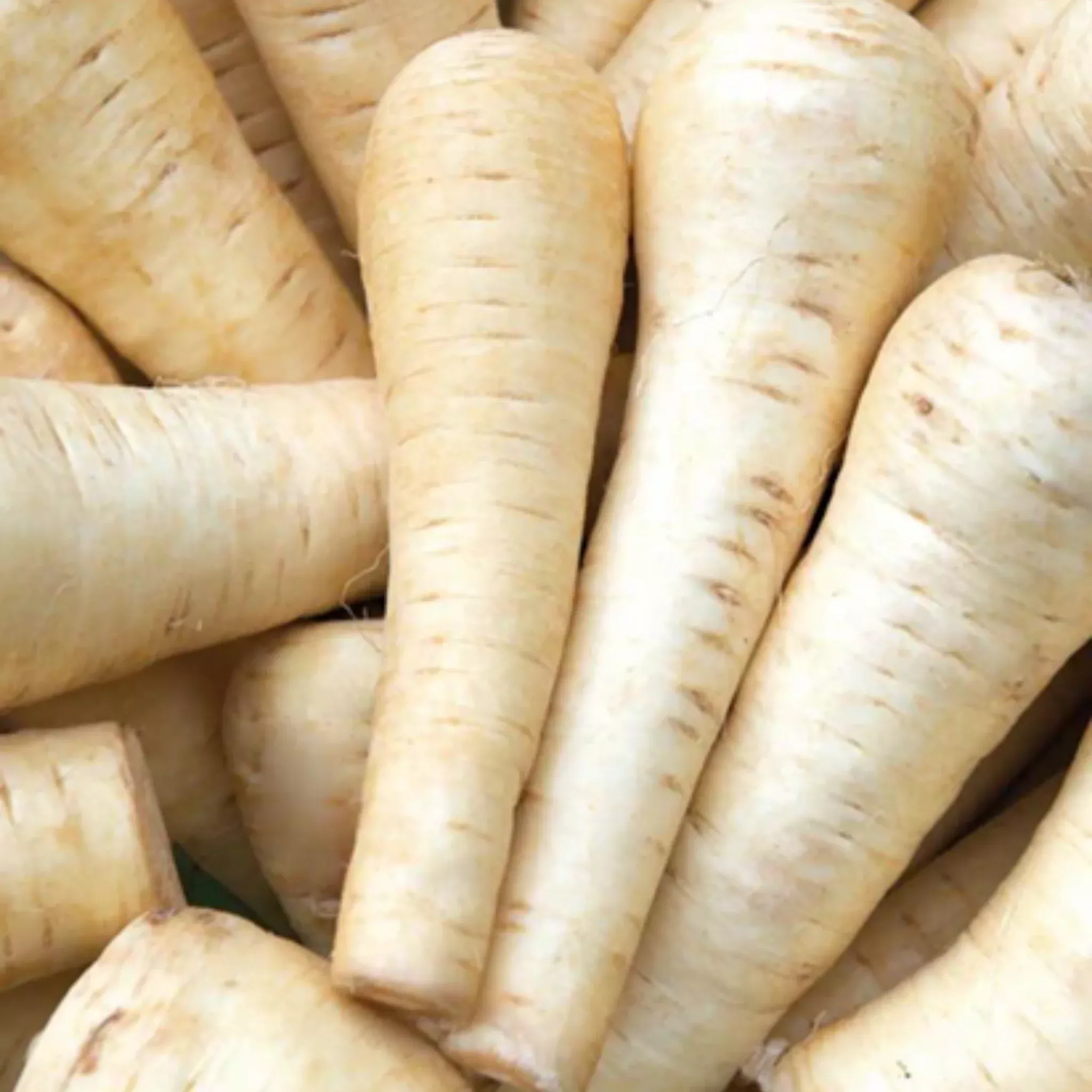 West Coast Seeds - Gladiator Parsnips - Sweet, Nutty & Canker-Resistant
