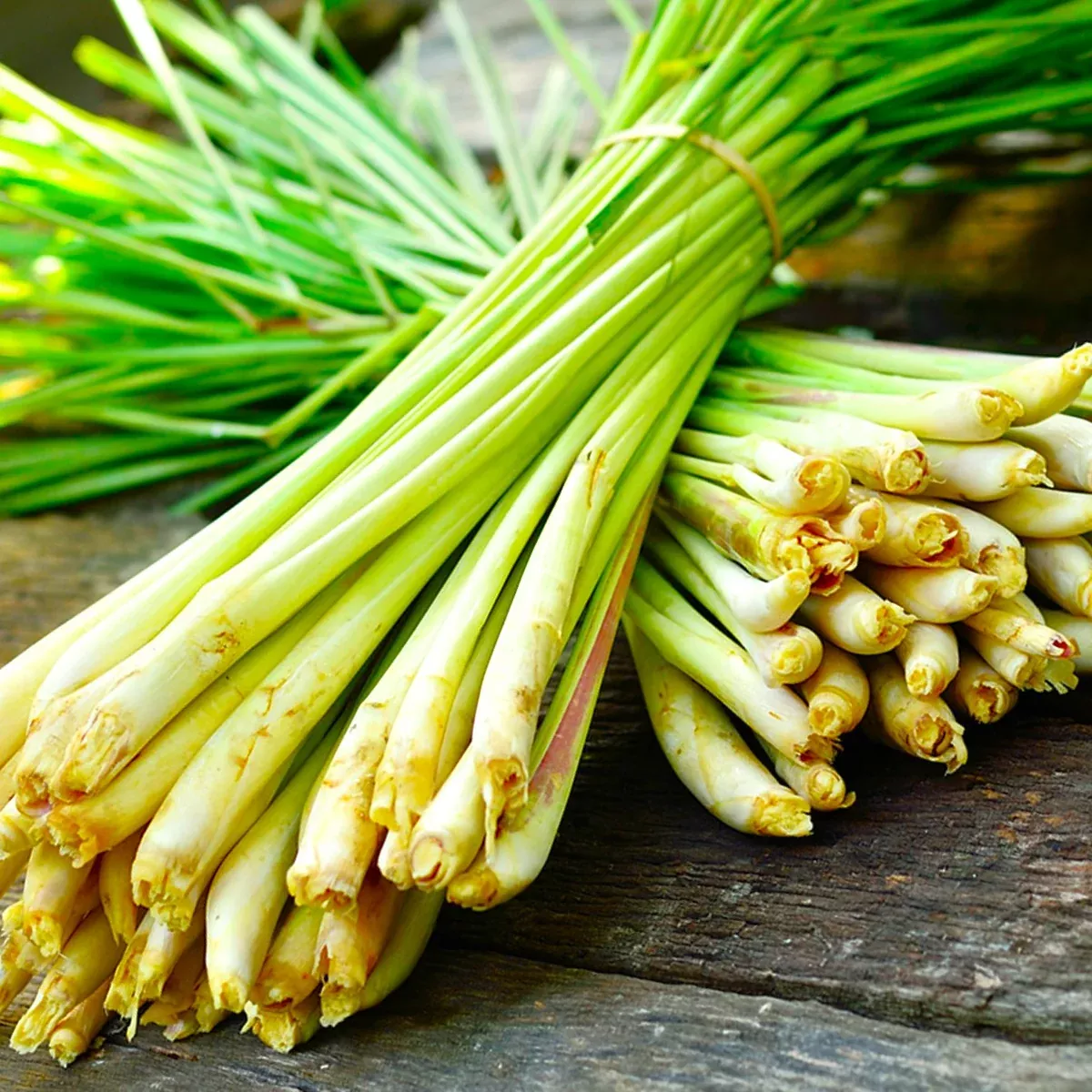 West Indian Lemongrass
