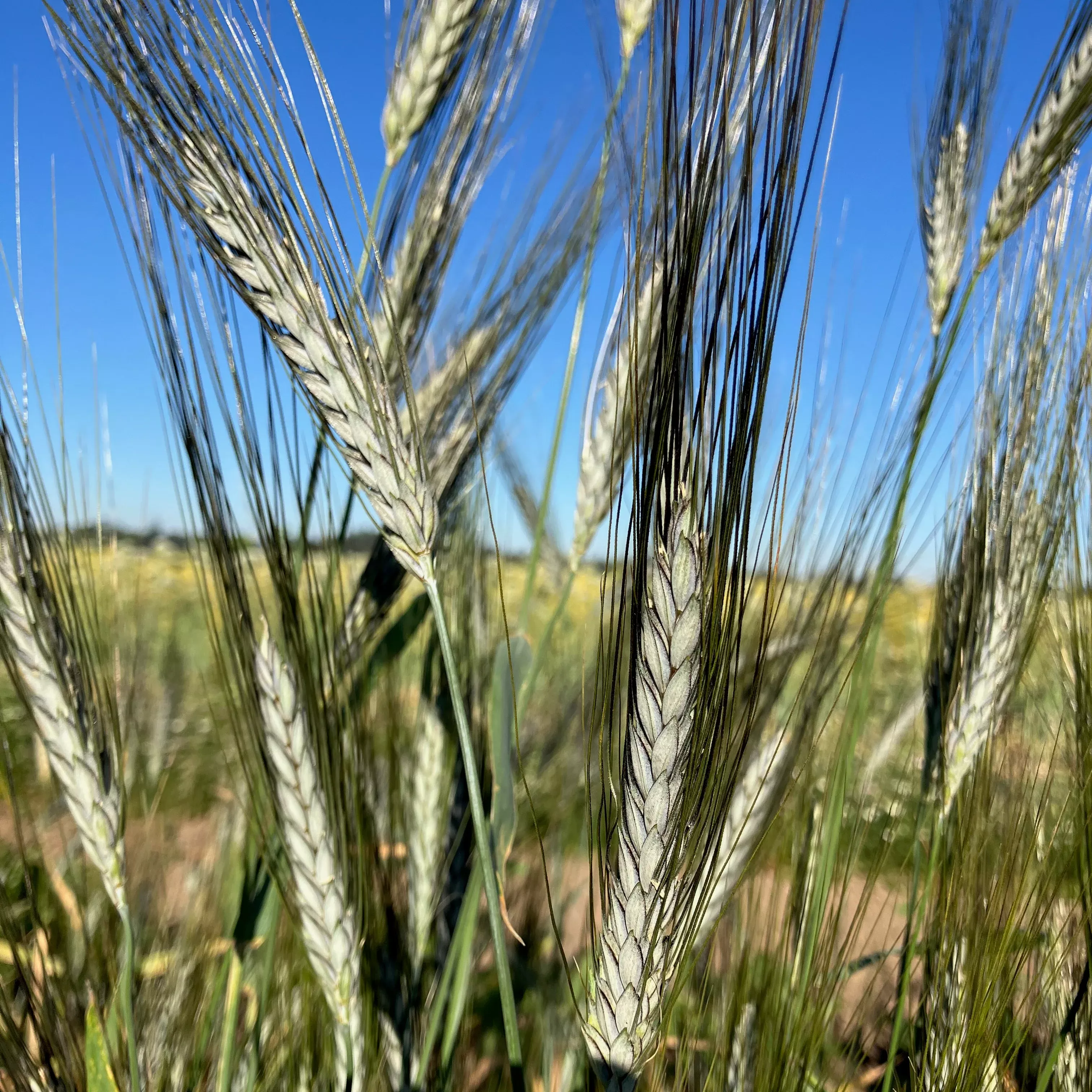Wheat, Ornamental ⁃ Organic Seed Utrecht Blue Wheat