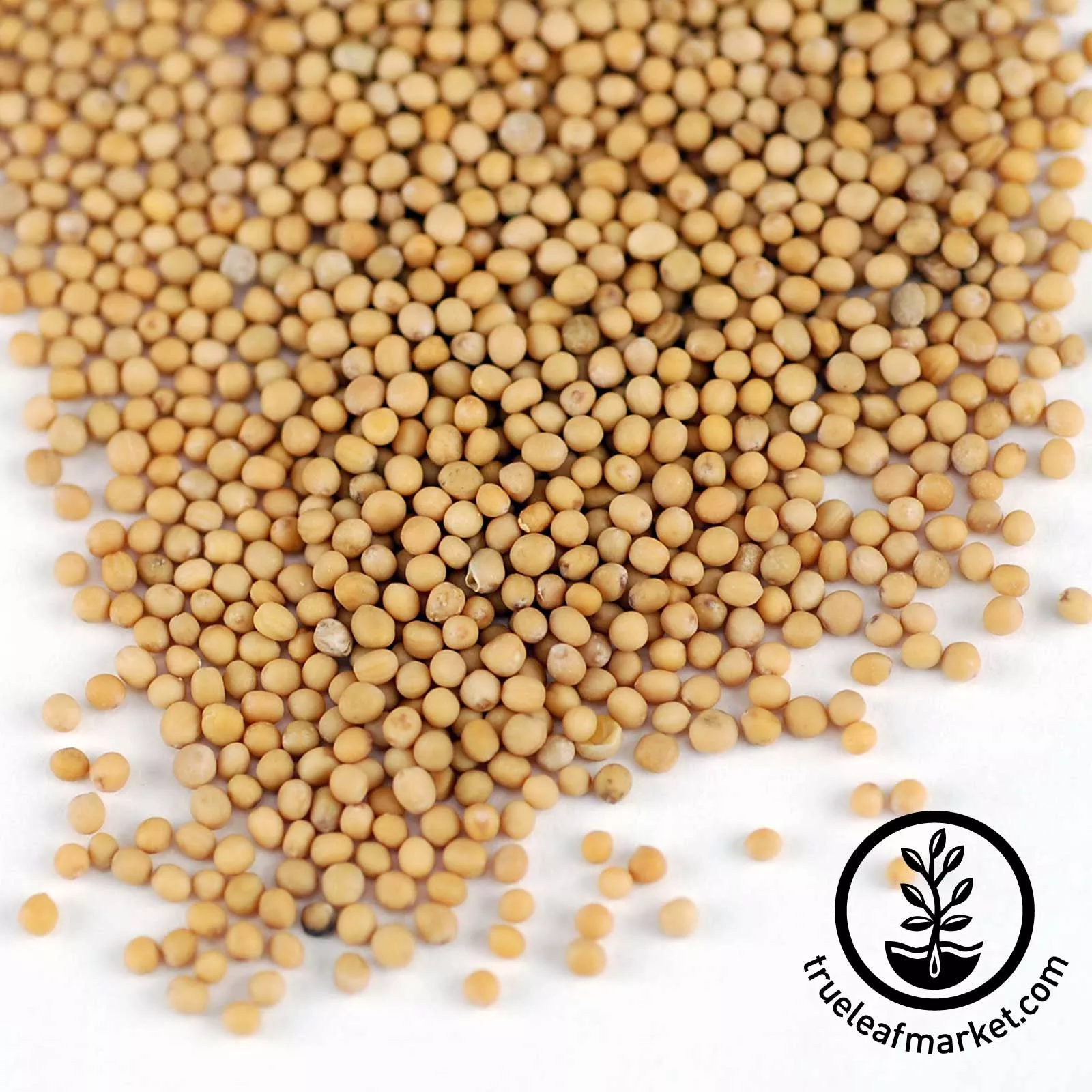 Whole Millet (Organic) - Bulk Grains