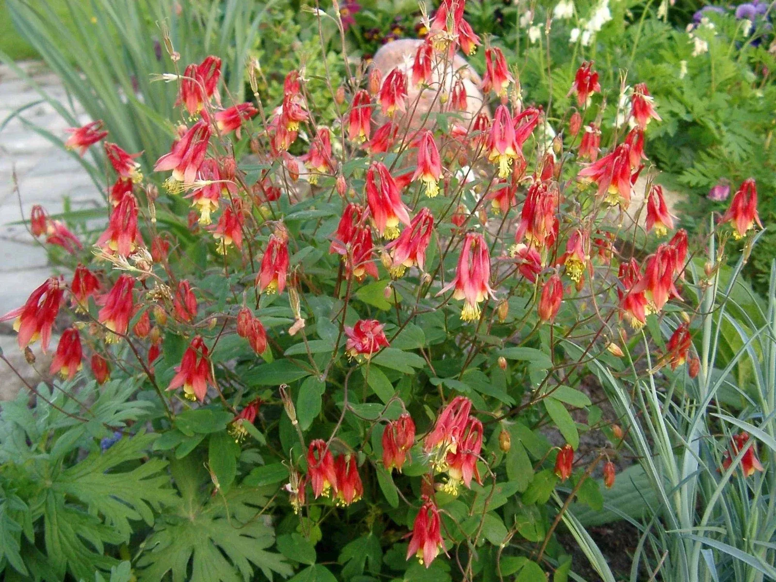 Wild Columbine – Aquilegia canadensis Native Red & Yellow Perennial | Hummingbird Magnet | 3” Pot Live Starter Plant