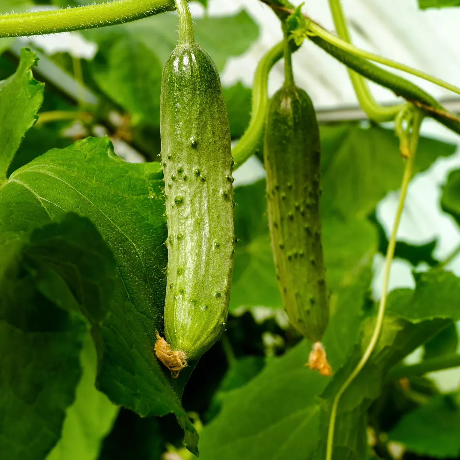 Wisconson Pickling Cucumbers