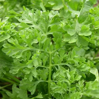 Wrinkled Crinkled Crumpled Cress Organic