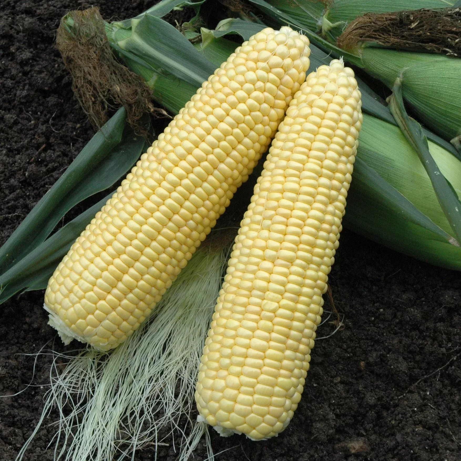 XTH1572 Hybrid Corn Gourmet Sweet Brand