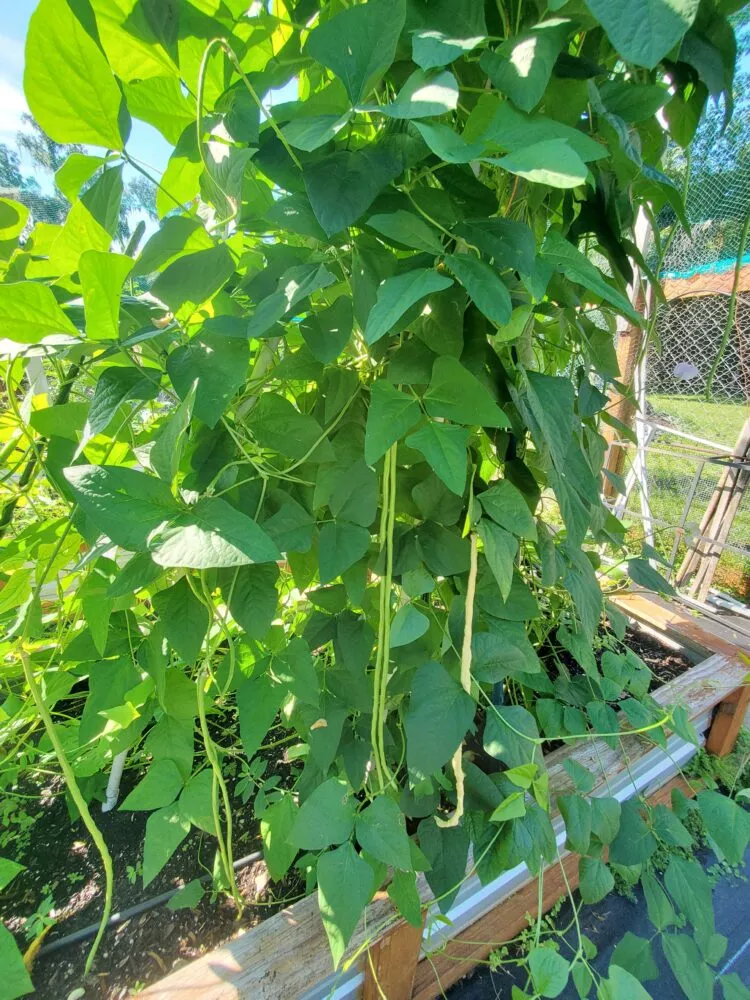 Yard Long Beans
