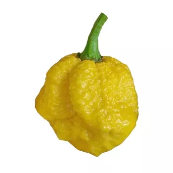 Yellow Brain Strain / Yellow 7 Pot Pepper Seeds