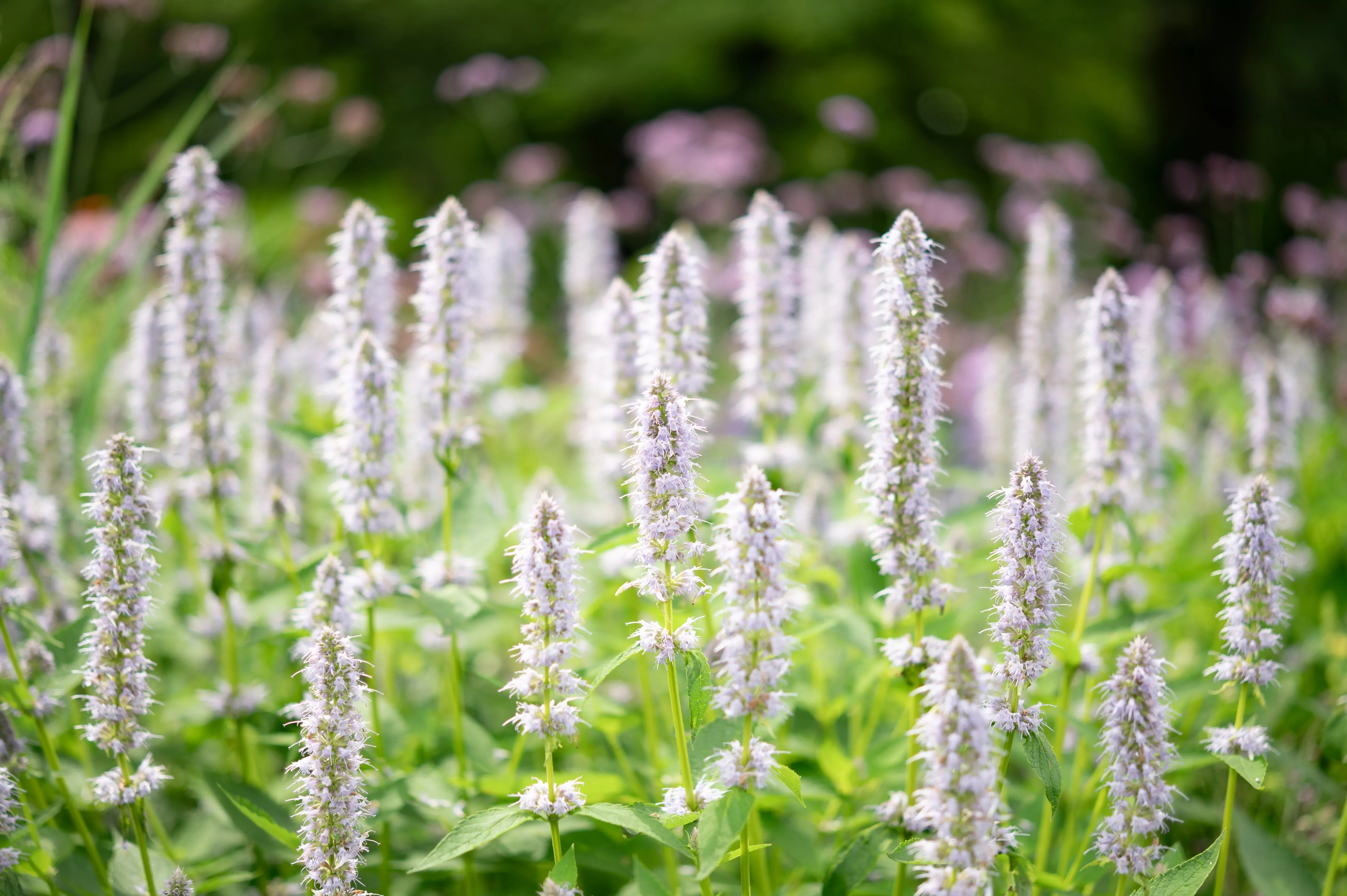 Yellow Giant Hyssop Seeds