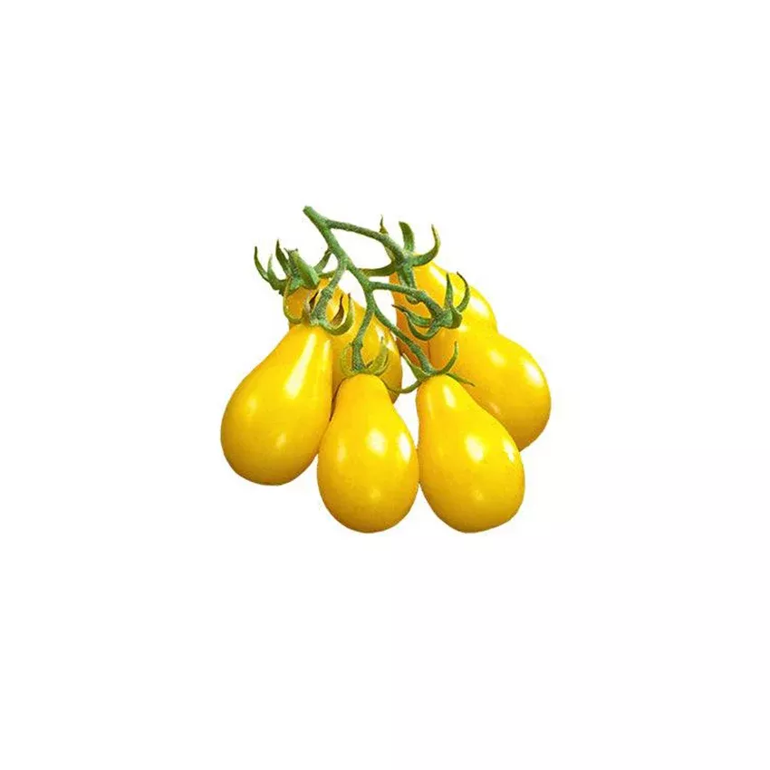 Yellow Pear Beam's Tomato Seeds - Bright Yellow Delicacies - Heirloom