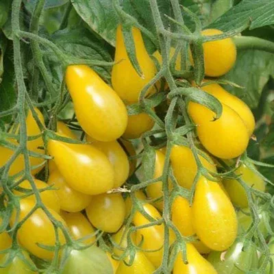 Yellow Pear Tomato