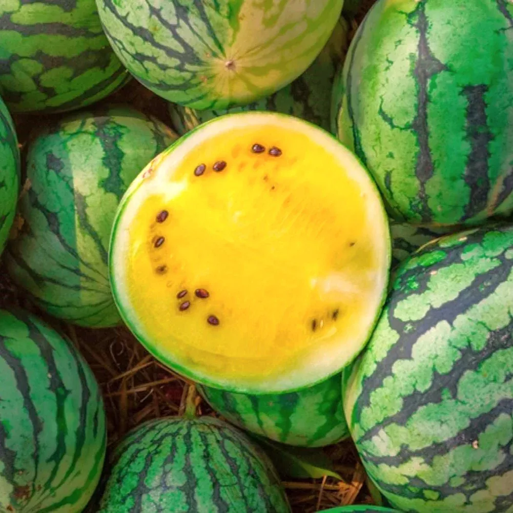 Yellow Petite Watermelon