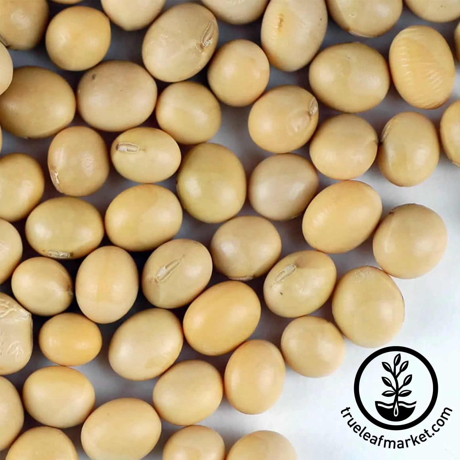 Yellow Soybeans (Organic) - Bulk Grains