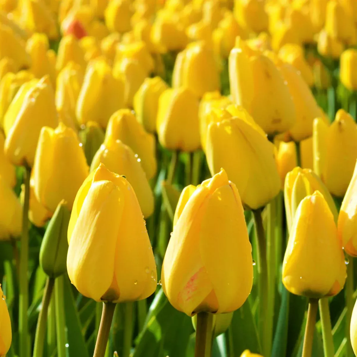 Yellow Triumph Dutch Tulip Bulbs