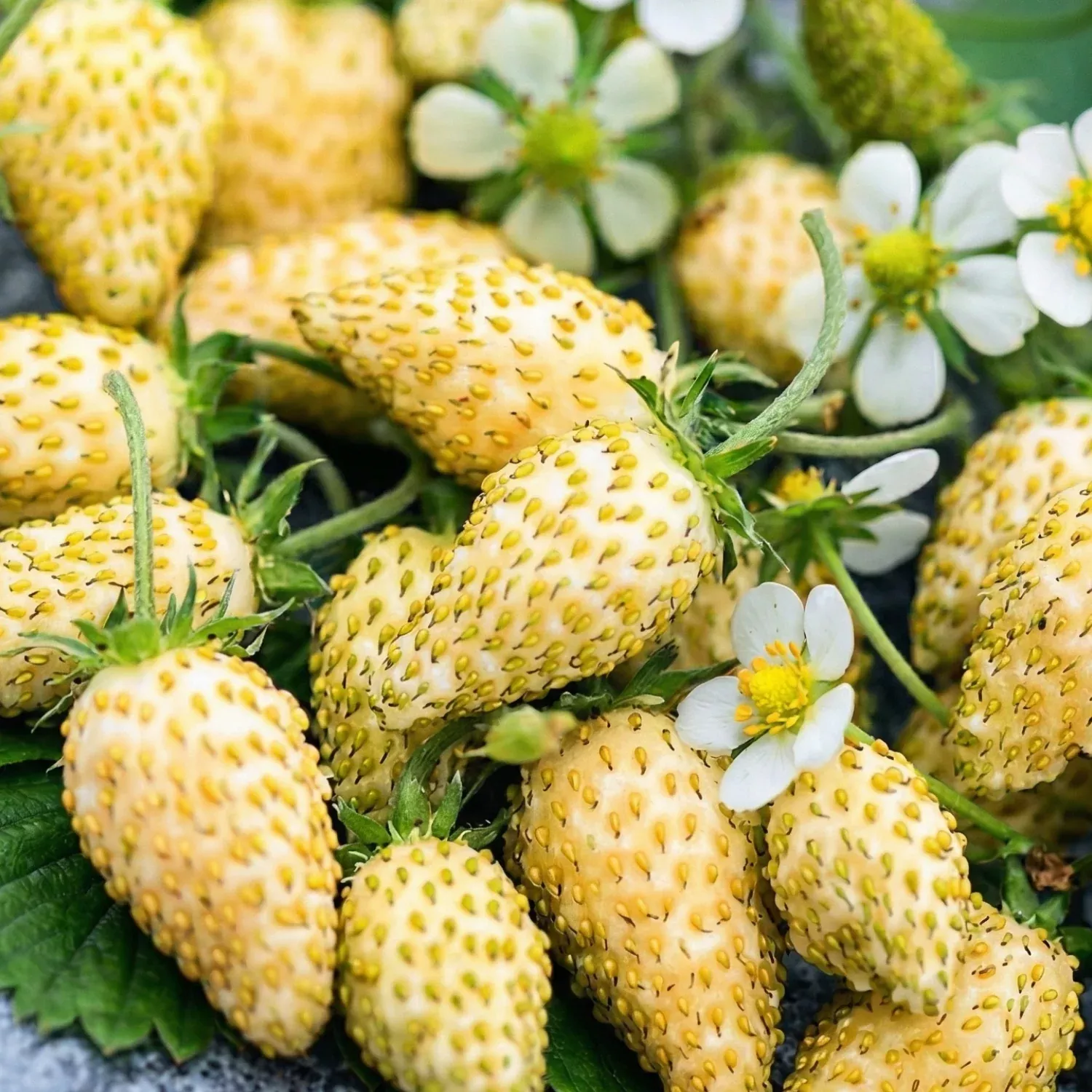 Yellow Wonder Alpine Strawberry