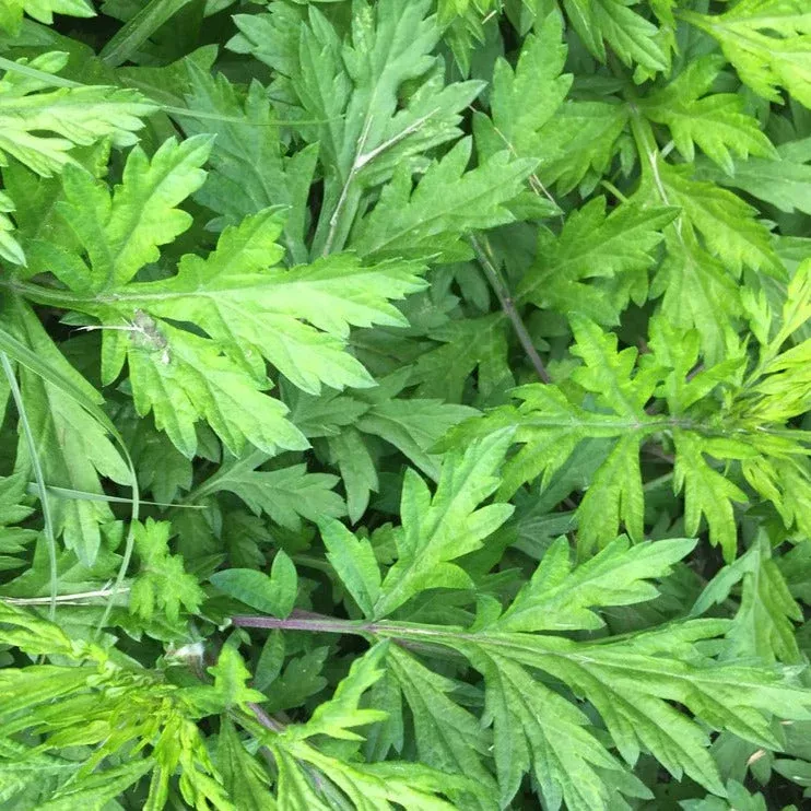 Yomogi Mugwort (Korean Wormwood)