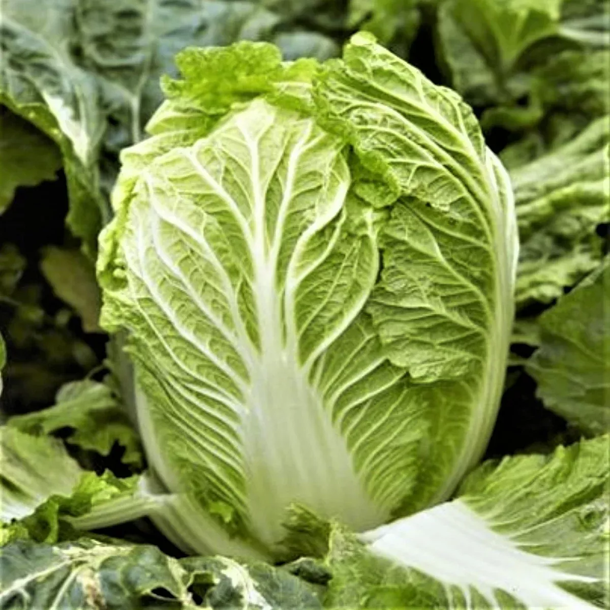 Yong Chinese Napa Cabbage