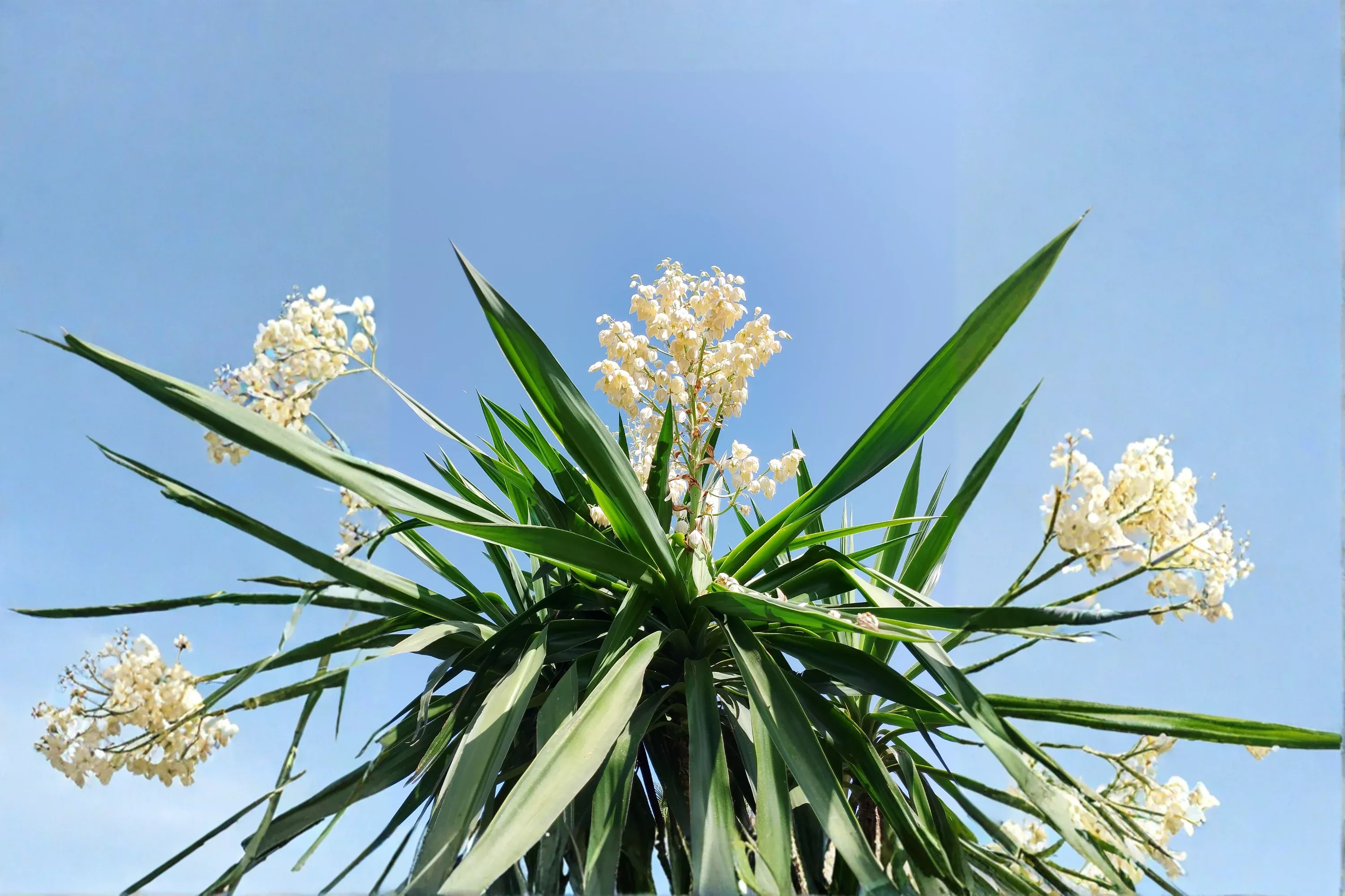 Yucca ‘Adam’s Needle’ Live Bare Root Plant 15 Inches Tall – Yucca filamentosa Hardy Succulent