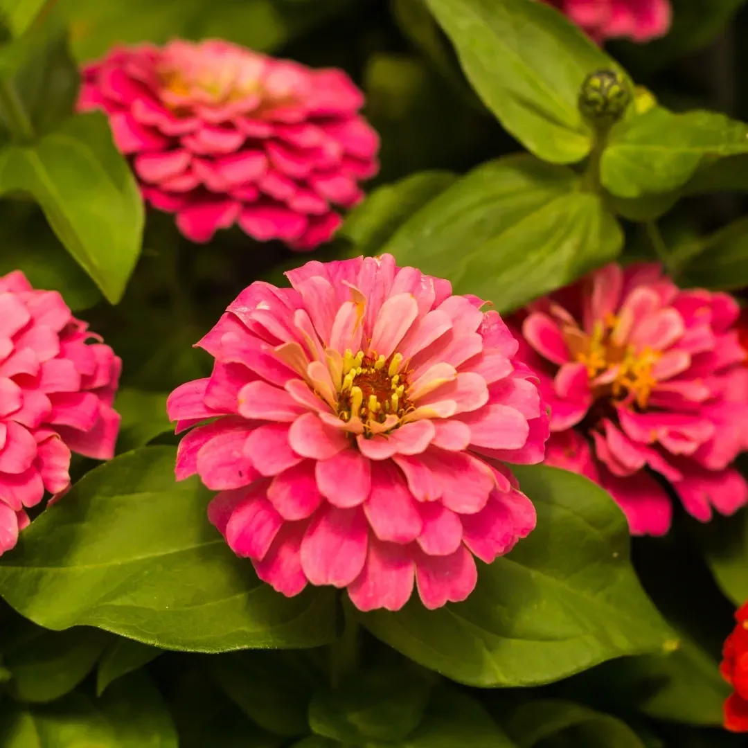 Zahara Double Cherry Zinnia