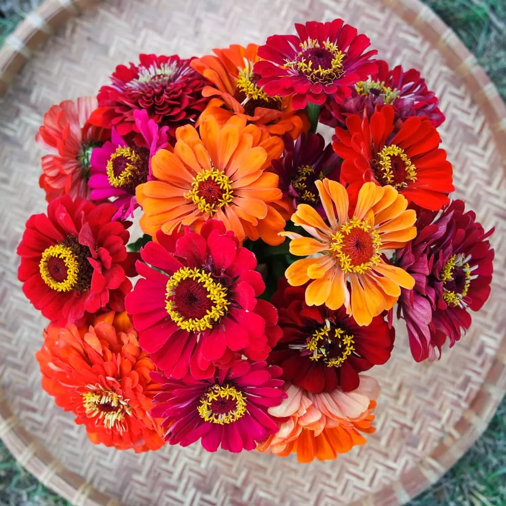 Zinnia, Fireball (Organic)