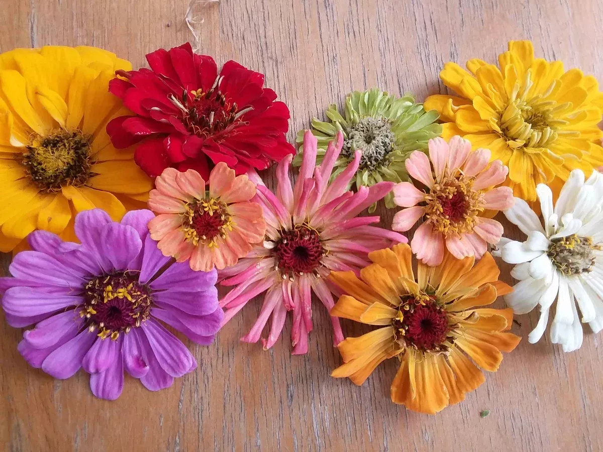 Zinnia Mania Mix!
