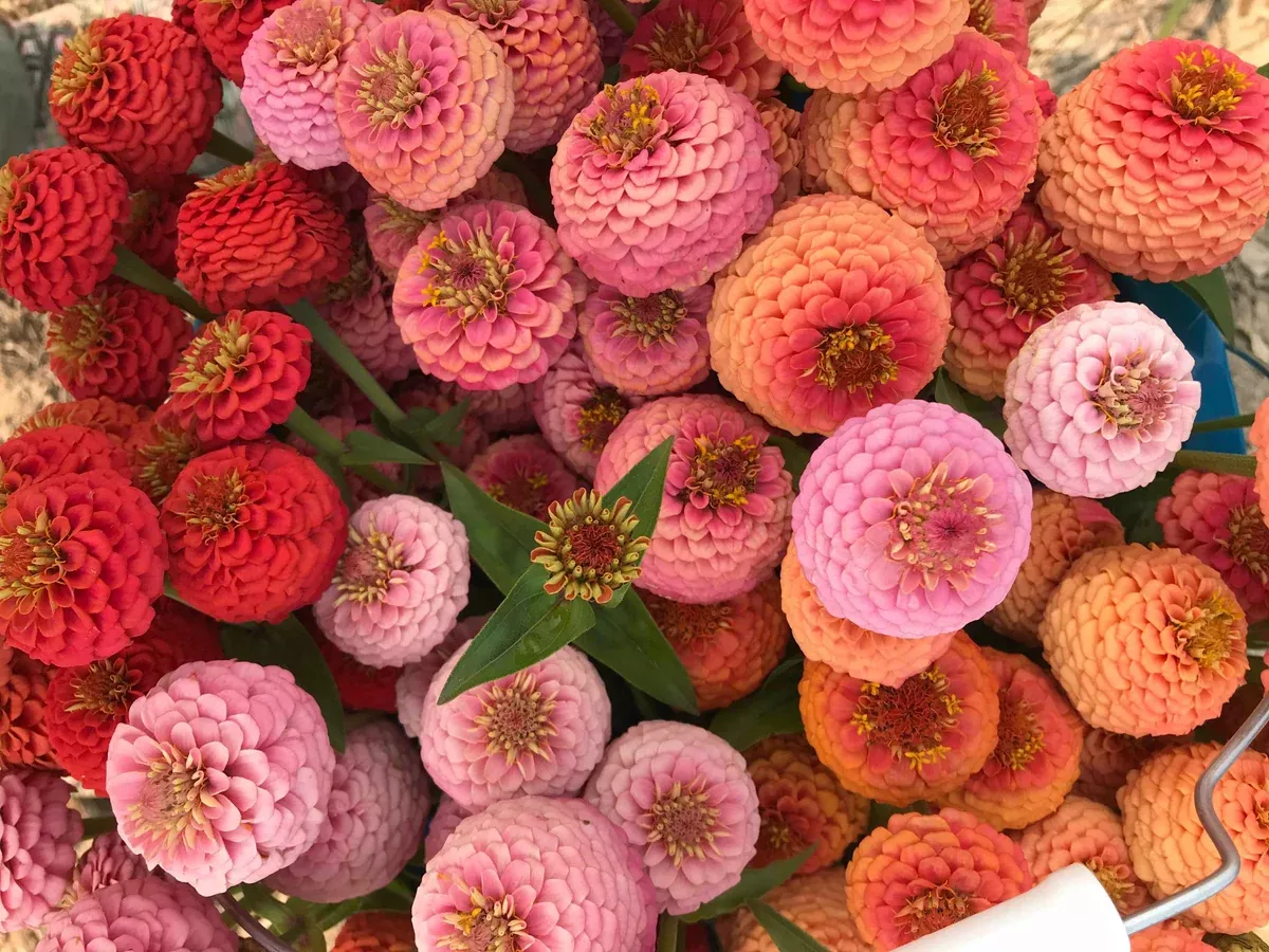 Zinnia, Mini Zini