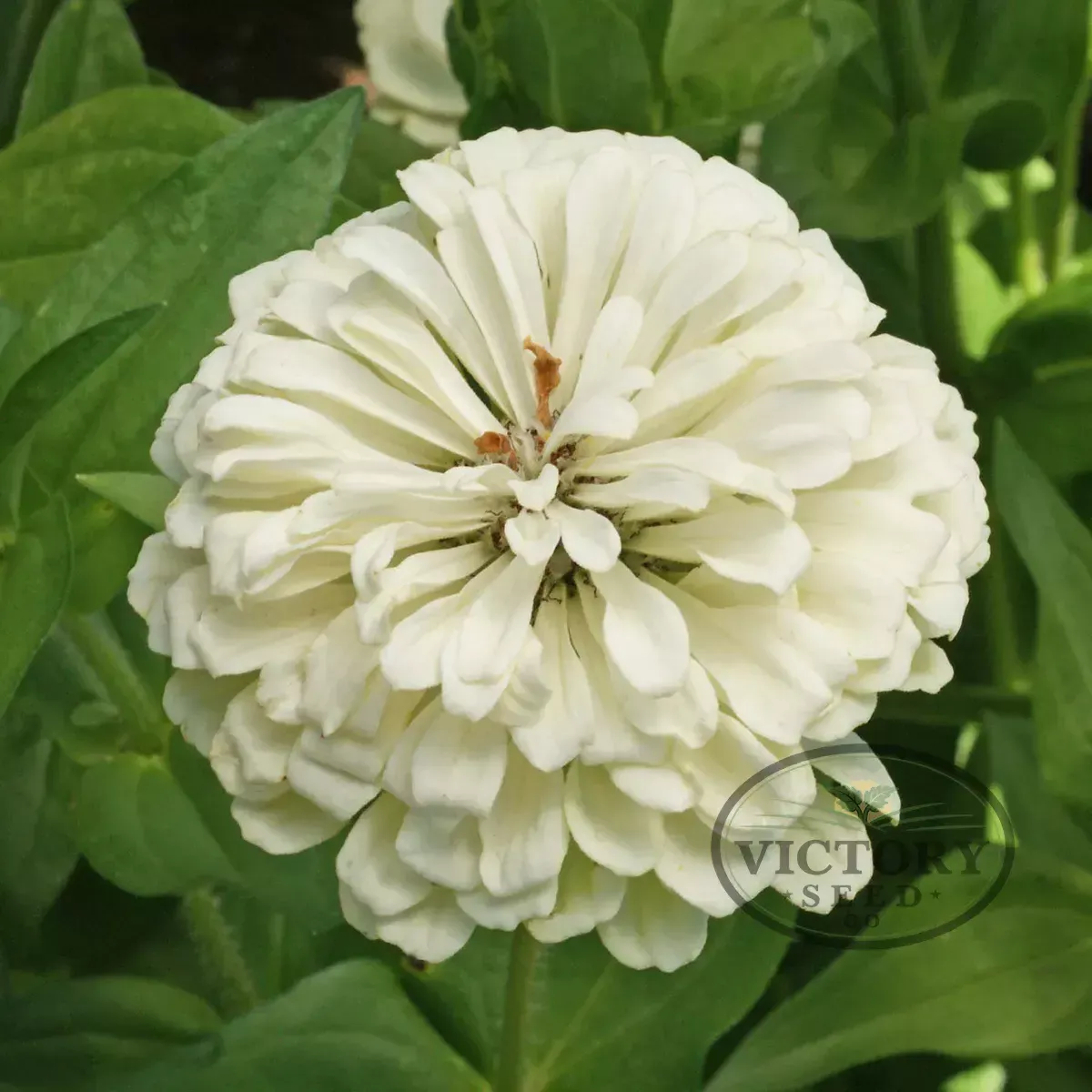 Zinnia, Polar Bear