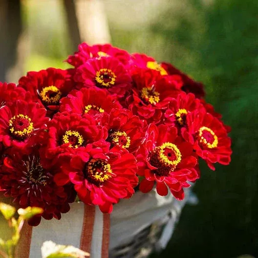 Zinnia Seeds 200 Count METEOR Burgundy Red Flowers Non-GMO Pollinator Friendly Butterflies (Zinnia elegans)