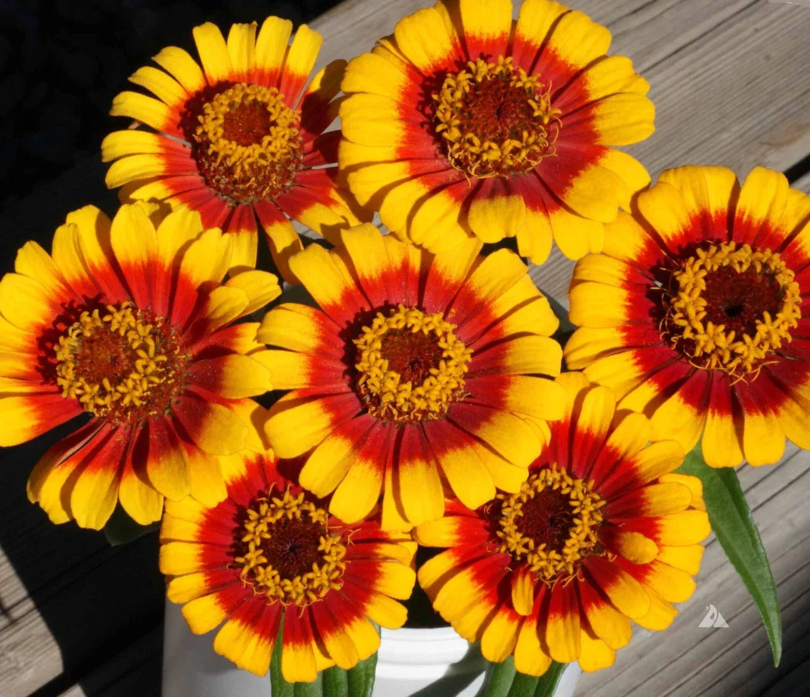 Zinnia Seeds Pack - 100+ Sombrero Variety - Colorful Garden Plants - Zinnia elegans