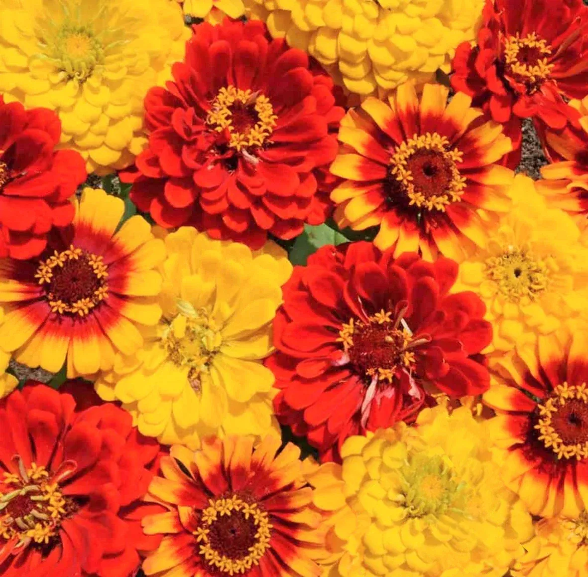 Zinnia Seeds South of the Border Mix | Red Yellow Sombrero Flower Seeds | Zinnia elegans