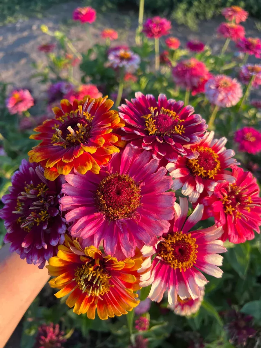 Zinnia, Whirlygig