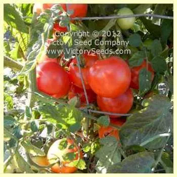Zleovo Tomato