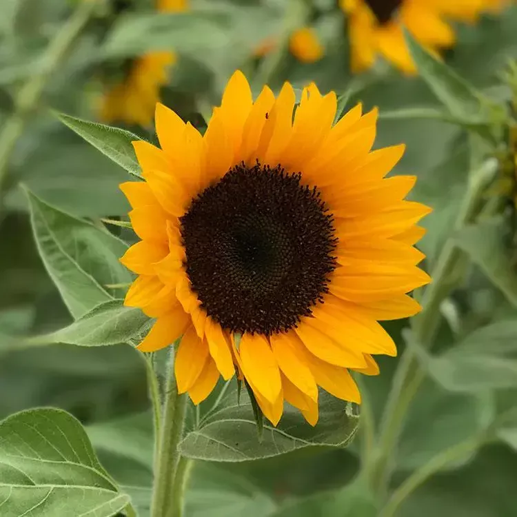 Zohar F1 Sunflower