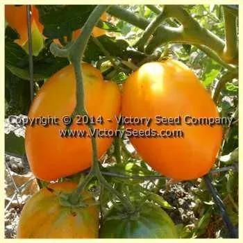 Zolotoe Serdtse Tomato
