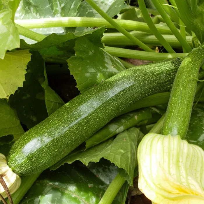 Zucchini, Mutabile (Organic)