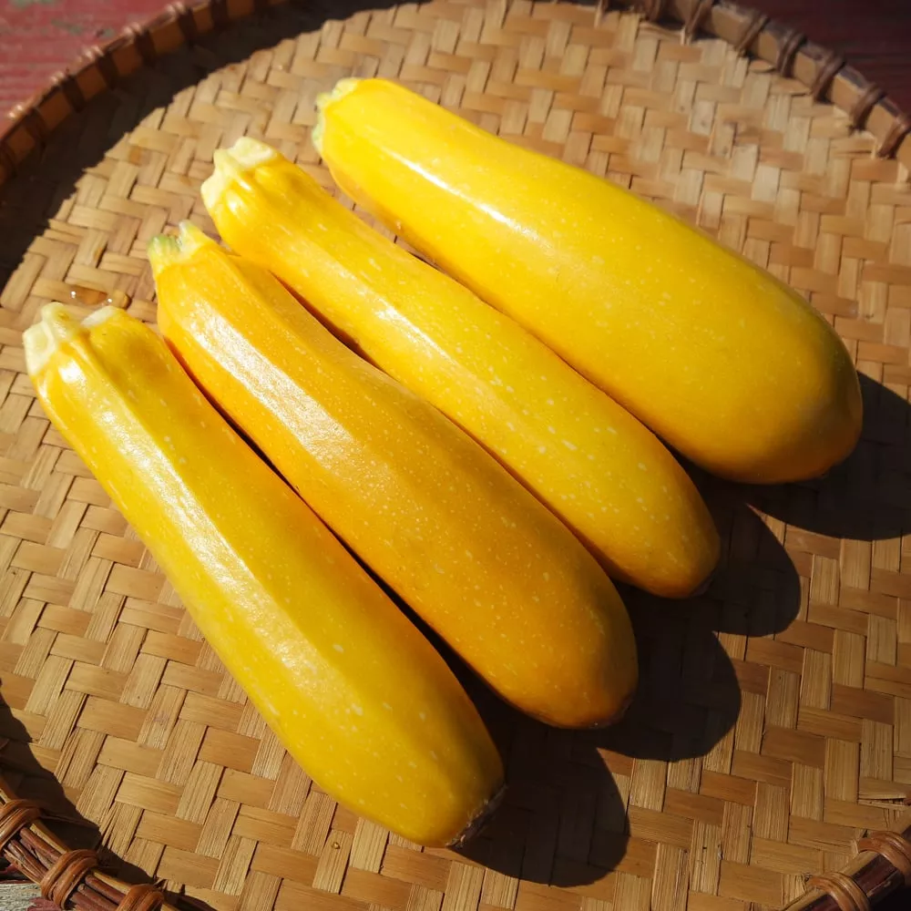 Zucchini, Rheinau Gold (Organic)