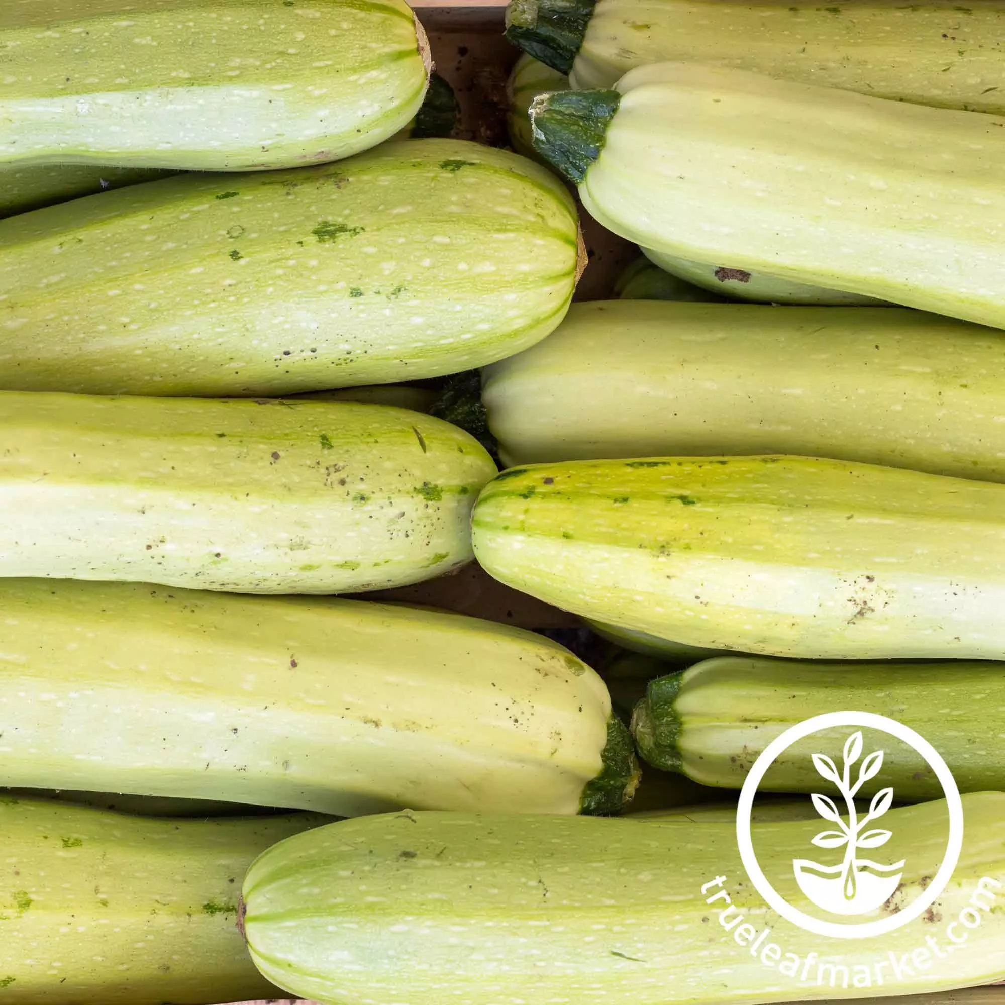 Zucchini Squash Seeds - Summer - Trieste White