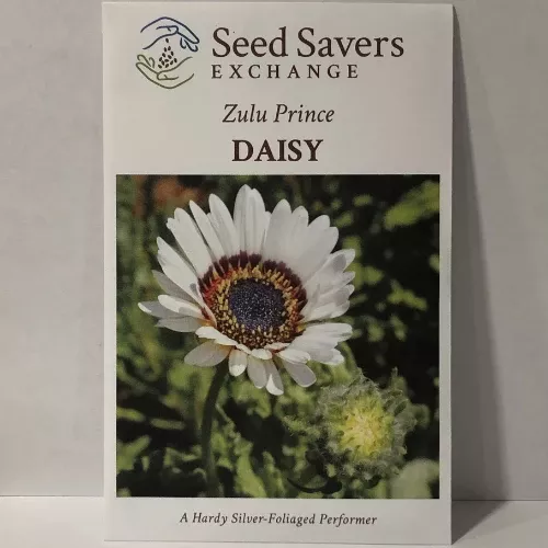 Zulu Prince Daisy Flower
