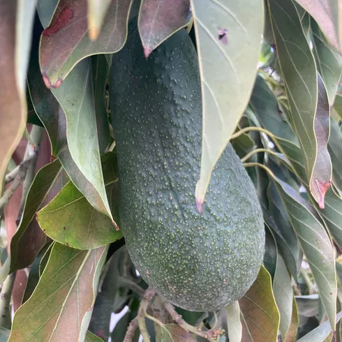 Zutano Avocado Seeds