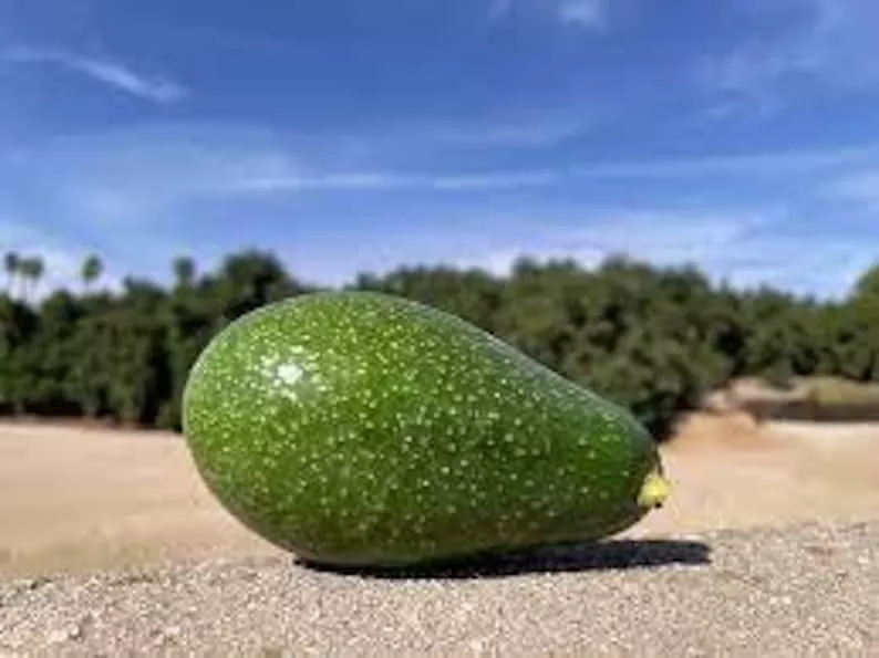 Zutano Avocado Tree - Grafted - 3 to 4 Feet Tall - Strong Trunk - Persea americana 'Zutano'