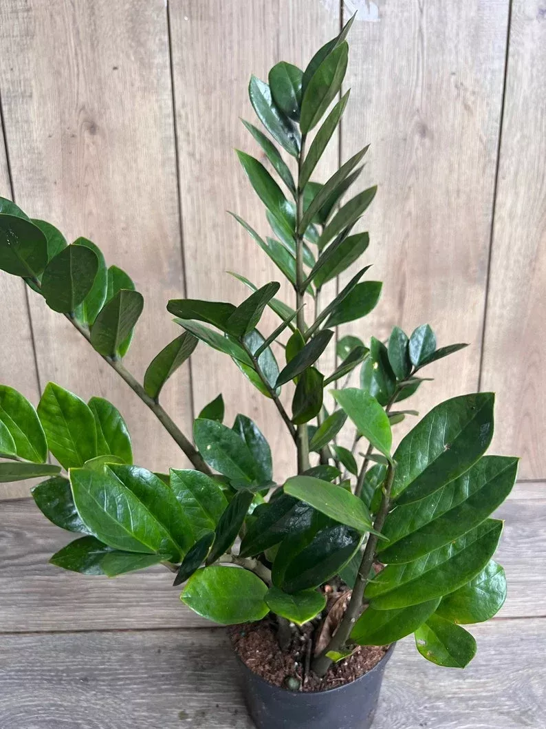 ZZ Plant in 6" Pot - Zamioculcas Zamiifolia - Low Light, Drought Tolerant Houseplant, Easy Care Indoor Plant